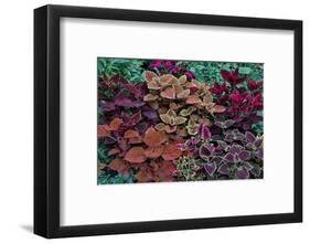 Garden coleus plants in bronze and reds, Sammamish, Washington State-Darrell Gulin-Framed Photographic Print