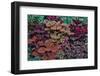 Garden coleus plants in bronze and reds, Sammamish, Washington State-Darrell Gulin-Framed Photographic Print