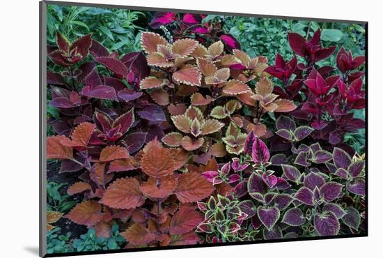 Garden coleus plants in bronze and reds, Sammamish, Washington State-Darrell Gulin-Mounted Photographic Print