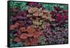 Garden coleus plants in bronze and reds, Sammamish, Washington State-Darrell Gulin-Framed Stretched Canvas