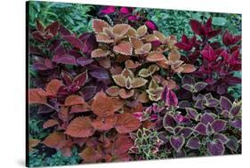 Garden coleus plants in bronze and reds, Sammamish, Washington State-Darrell Gulin-Stretched Canvas