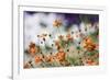 Garden Conversations-Incredi-Framed Photographic Print