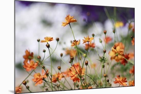 Garden Conversations-Incredi-Mounted Photographic Print