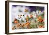 Garden Conversations-Incredi-Framed Photographic Print