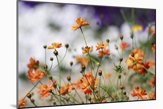 Garden Conversations-Incredi-Mounted Photographic Print