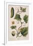 Garden Cucumber, Plate 4 from A Curious Herbal, Published 1782-Elizabeth Blackwell-Framed Giclee Print