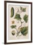 Garden Cucumber, Plate 4 from A Curious Herbal, Published 1782-Elizabeth Blackwell-Framed Giclee Print