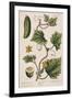 Garden Cucumber, Plate 4 from A Curious Herbal, Published 1782-Elizabeth Blackwell-Framed Giclee Print