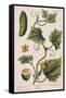 Garden Cucumber, Plate 4 from A Curious Herbal, Published 1782-Elizabeth Blackwell-Framed Stretched Canvas