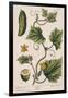 Garden Cucumber, Plate 4 from A Curious Herbal, Published 1782-Elizabeth Blackwell-Framed Giclee Print