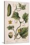 Garden Cucumber, Plate 4 from A Curious Herbal, Published 1782-Elizabeth Blackwell-Stretched Canvas