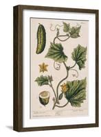 Garden Cucumber, Plate 4 from A Curious Herbal, Published 1782-Elizabeth Blackwell-Framed Giclee Print