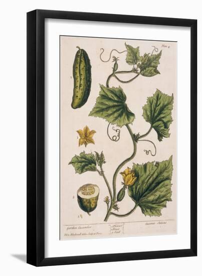 Garden Cucumber, Plate 4 from A Curious Herbal, Published 1782-Elizabeth Blackwell-Framed Giclee Print