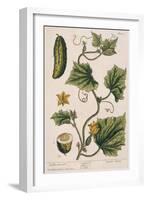 Garden Cucumber, Plate 4 from A Curious Herbal, Published 1782-Elizabeth Blackwell-Framed Giclee Print