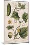 Garden Cucumber, Plate 4 from A Curious Herbal, Published 1782-Elizabeth Blackwell-Mounted Giclee Print