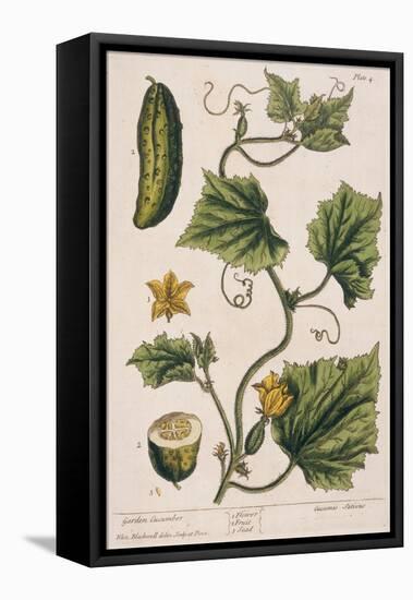 Garden Cucumber, Plate 4 from A Curious Herbal, Published 1782-Elizabeth Blackwell-Framed Stretched Canvas