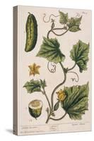 Garden Cucumber, Plate 4 from A Curious Herbal, Published 1782-Elizabeth Blackwell-Stretched Canvas