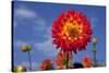 Garden Dahlia-Ludwig Mallaun-Stretched Canvas