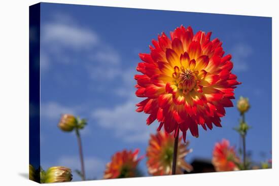 Garden Dahlia-Ludwig Mallaun-Stretched Canvas