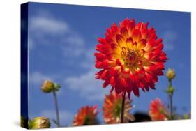 Garden Dahlia-Ludwig Mallaun-Stretched Canvas