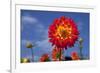 Garden Dahlia-Ludwig Mallaun-Framed Photographic Print