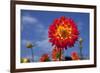 Garden Dahlia-Ludwig Mallaun-Framed Photographic Print