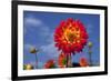 Garden Dahlia-Ludwig Mallaun-Framed Photographic Print