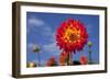 Garden Dahlia-Ludwig Mallaun-Framed Photographic Print