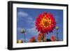 Garden Dahlia-Ludwig Mallaun-Framed Photographic Print