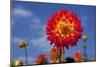 Garden Dahlia-Ludwig Mallaun-Mounted Photographic Print