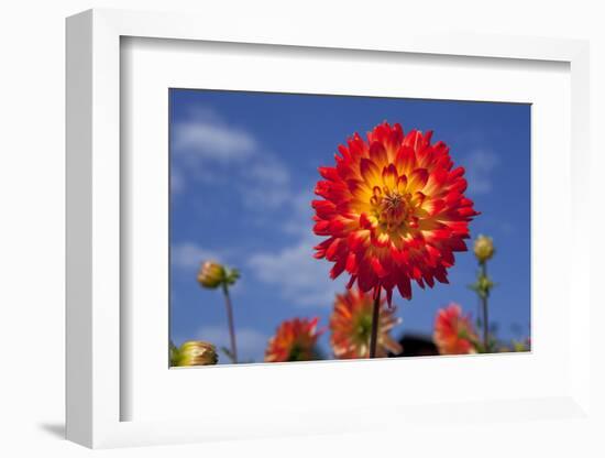 Garden Dahlia-Ludwig Mallaun-Framed Photographic Print