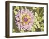 Garden Dahlias II-George Johnson-Framed Photographic Print