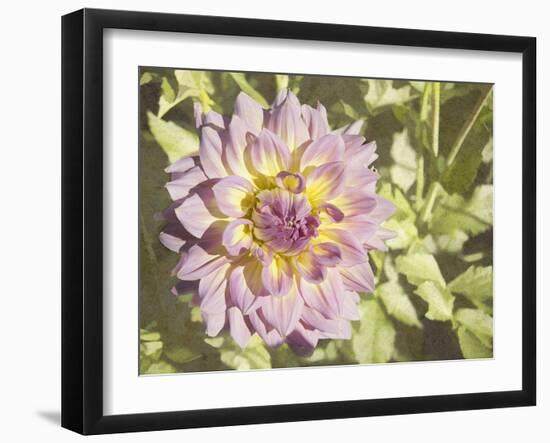 Garden Dahlias II-George Johnson-Framed Photographic Print