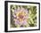 Garden Dahlias II-George Johnson-Framed Photographic Print