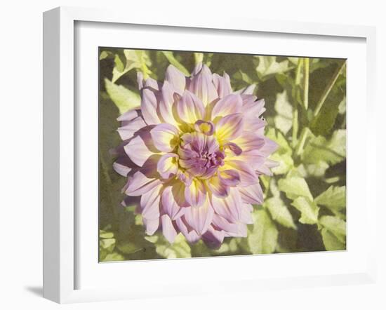 Garden Dahlias II-George Johnson-Framed Photographic Print