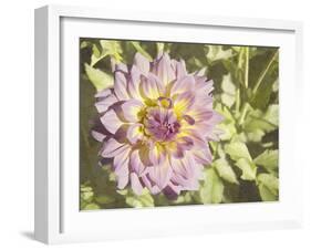 Garden Dahlias II-George Johnson-Framed Photographic Print