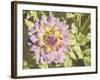 Garden Dahlias II-George Johnson-Framed Photographic Print