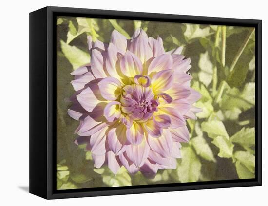 Garden Dahlias II-George Johnson-Framed Stretched Canvas