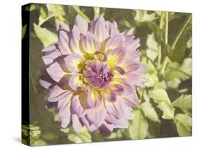 Garden Dahlias II-George Johnson-Stretched Canvas