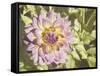 Garden Dahlias II-George Johnson-Framed Stretched Canvas