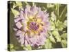 Garden Dahlias II-George Johnson-Stretched Canvas