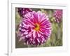 Garden Dahlias IV-George Johnson-Framed Photographic Print