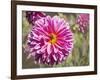 Garden Dahlias IV-George Johnson-Framed Photographic Print