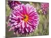 Garden Dahlias IV-George Johnson-Mounted Photographic Print