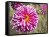 Garden Dahlias IV-George Johnson-Framed Stretched Canvas