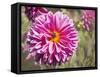 Garden Dahlias IV-George Johnson-Framed Stretched Canvas