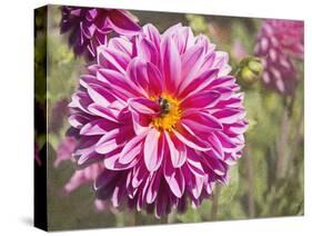 Garden Dahlias IV-George Johnson-Stretched Canvas