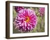 Garden Dahlias IV-George Johnson-Framed Photographic Print