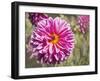 Garden Dahlias IV-George Johnson-Framed Photographic Print