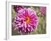 Garden Dahlias IV-George Johnson-Framed Photographic Print